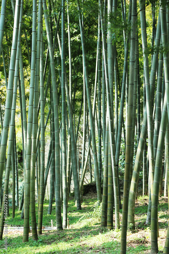 Fototapeta premium 竹林