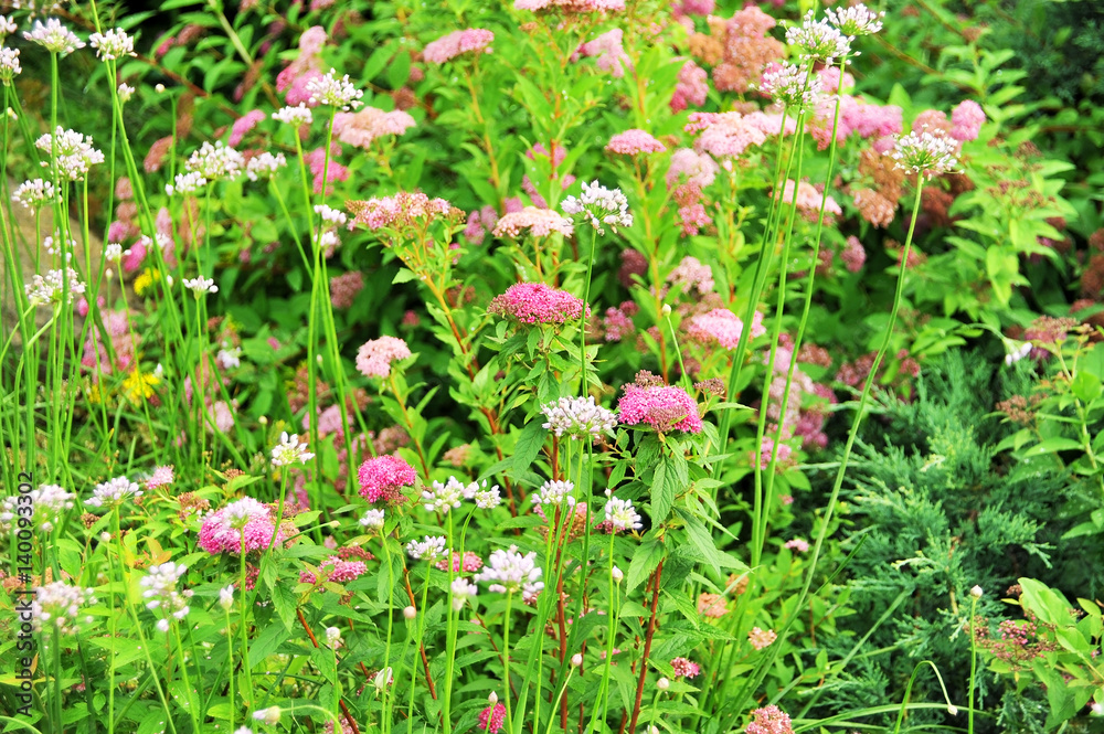 Obraz premium Spiraea japonica spring flower