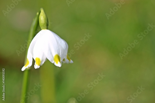 Makroaufnahme eines Märzenbechers (Leucojum vernum)
