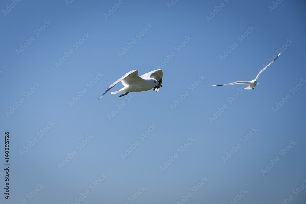 Fototapeta premium Common Gull, Larus cans on the isle of Tiree, Scotland