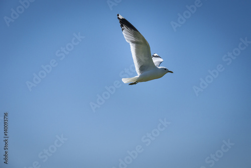 Common Gull, Larus cans on the isle of Tiree, Scotland photo