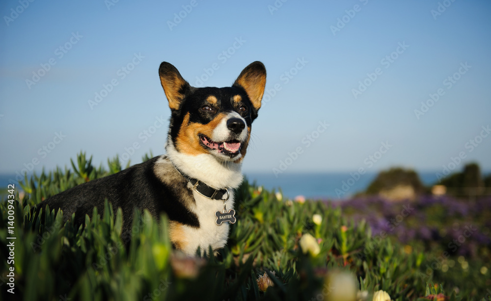 Welsh Pembroke Corgi in field of ice plant with blue ocean and sky