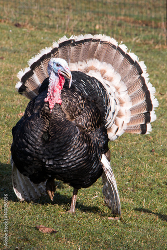 Turkey with open Tail