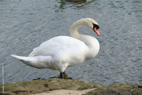 Fototapeta Naklejka Na Ścianę i Meble -  swan