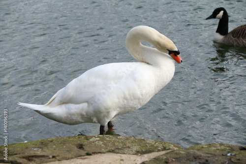 Fototapeta Naklejka Na Ścianę i Meble -  swan