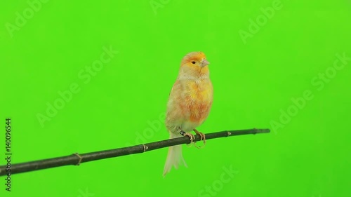 canary  is isolated on the green screen photo