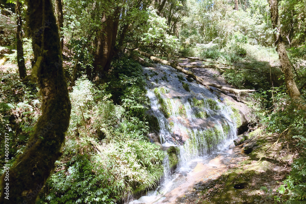 Tropical forest,The forests are abundant, Many kinds of trees in Kew Mae Pan Nature Trail, Doi Inthanon National Park, the highest point in Thailand Tropical forest,The forests are abundant, Many kinds of trees in Kew Mae Pan Nature Trail, Doi Inthanon National Park, the highest point in Thailand