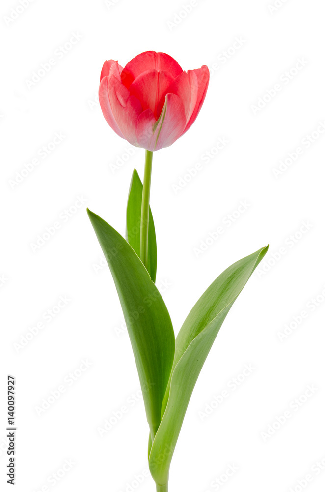 Einzelne rote Tulpe Einzelne rote Tulpe