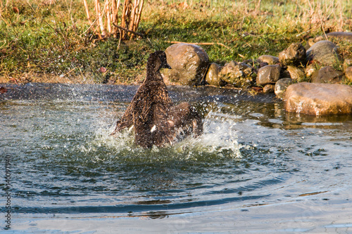 Duck splashing arround in water