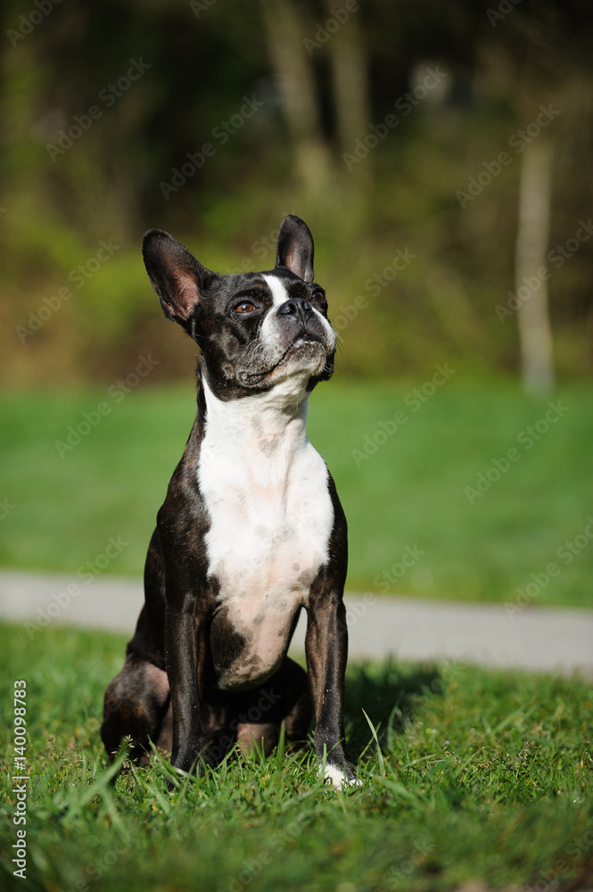 Boston Terrier dog sitting in green grass with trees Boston Terrier dog sitting in green grass with trees