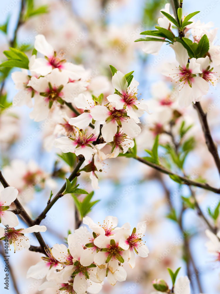 Flowering sweet almond tree Flowering sweet almond tree