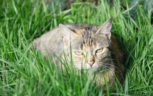 chat dans l'herbe,en observation,dans la nature