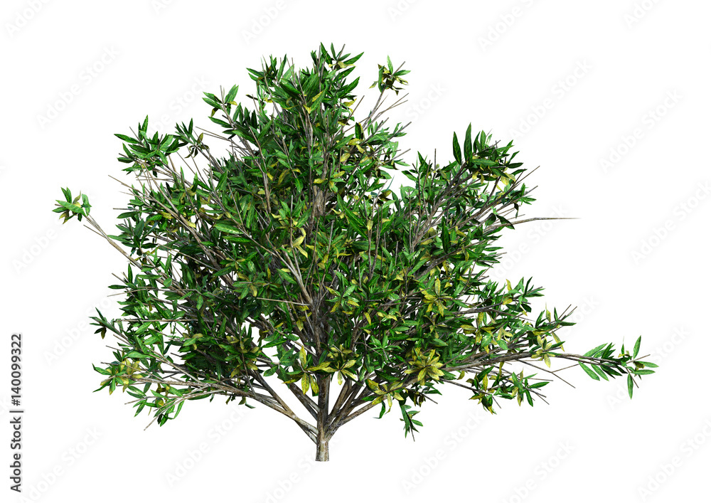 3D Rendering Rhododendron on White 3D Rendering Rhododendron on White