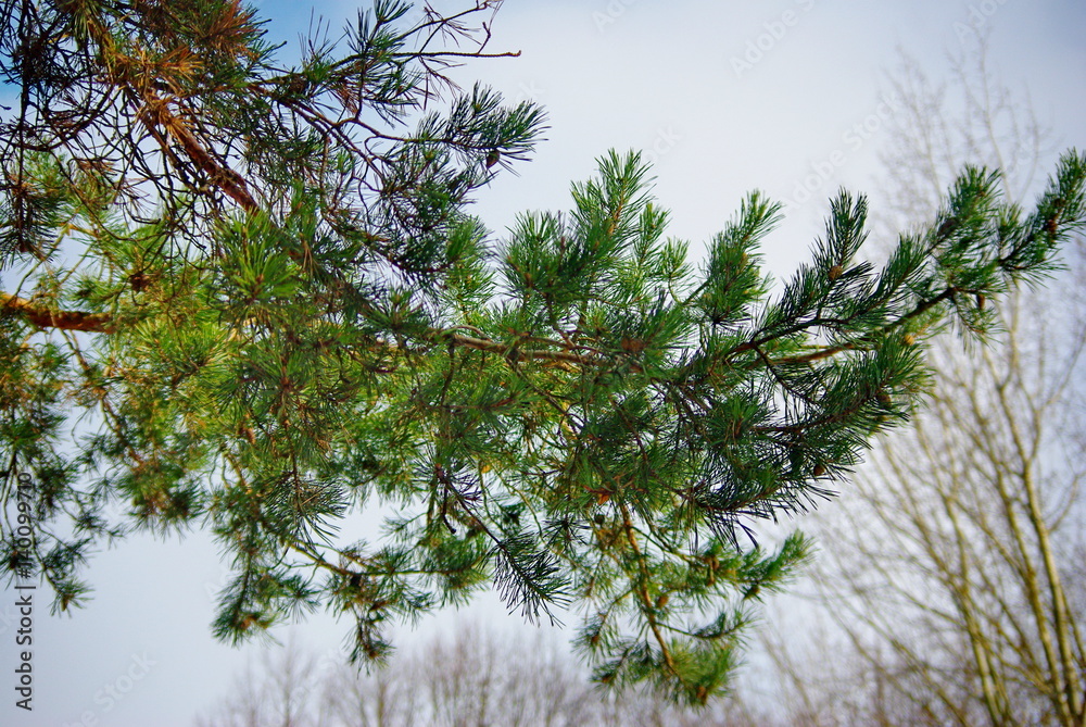 Obraz premium Pine forest in the springtime