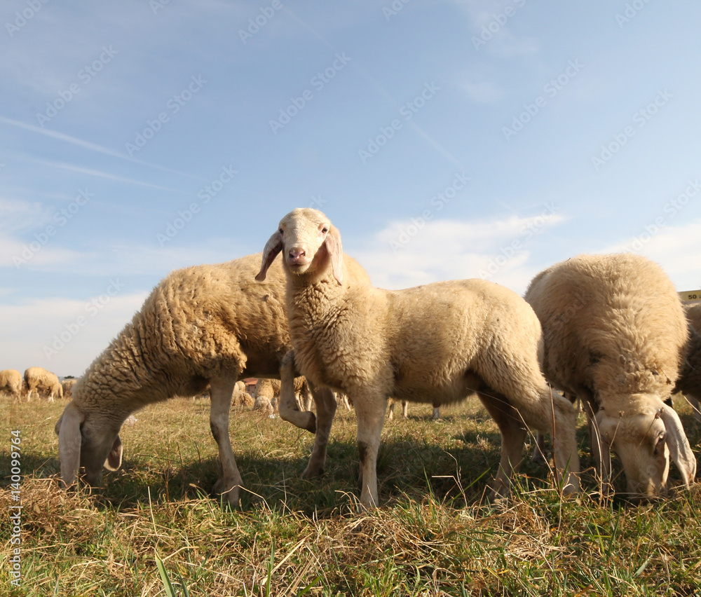 many sheep of a flock grazing many sheep of a flock grazing