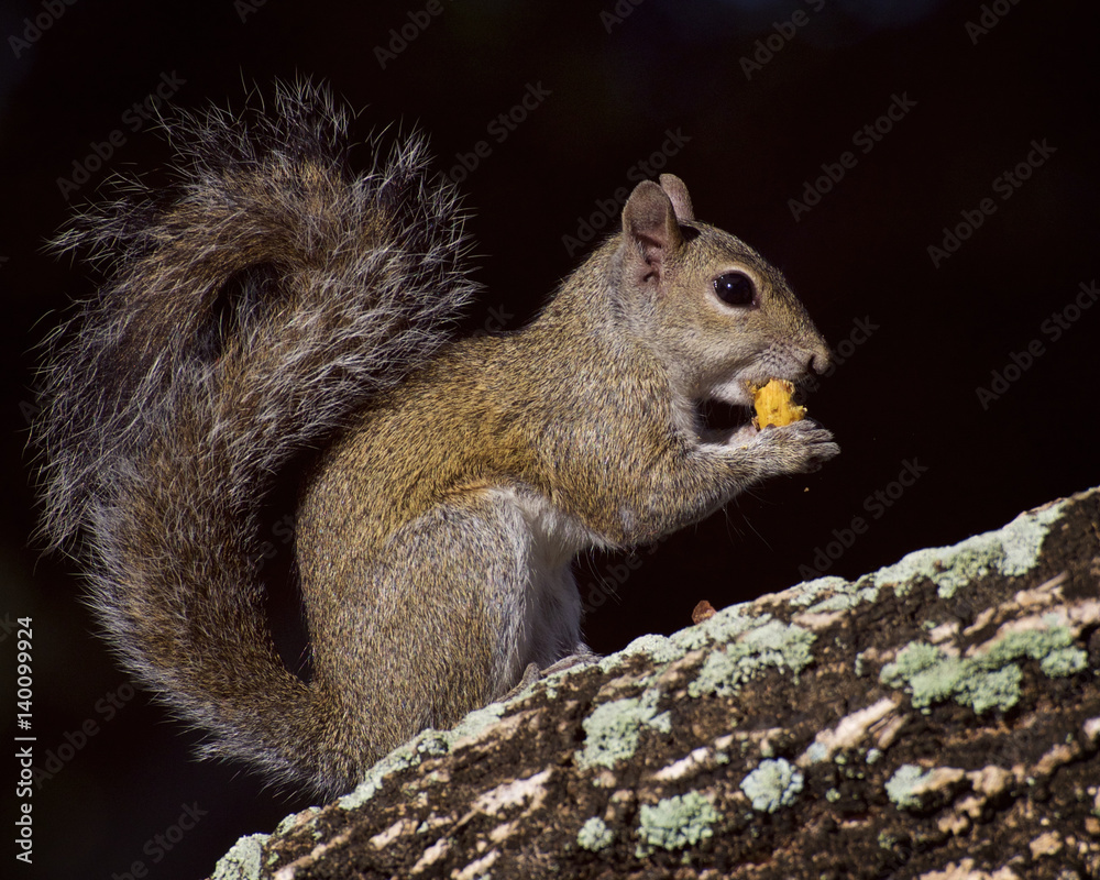 Obraz premium Squirrel Eating on a Tree