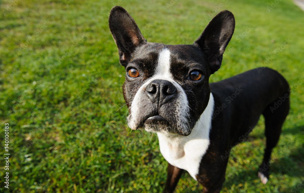 Boston Terrier looking up from green brass