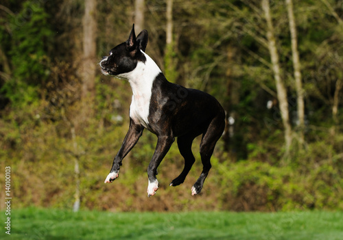 Boston Terrier dog jumping high in the air