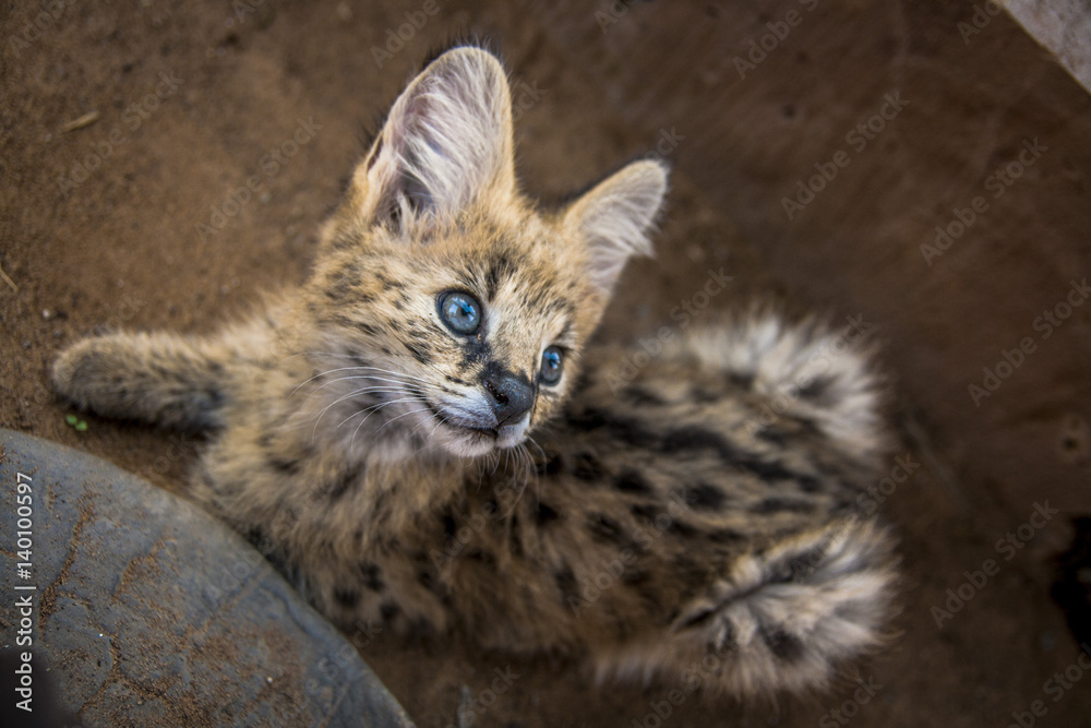 Serval cuteness Serval cuteness
