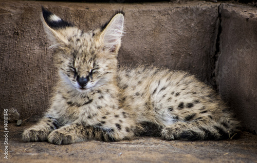 Canvas Print Serval cuteness
