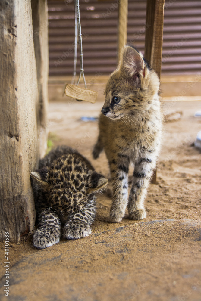 Leopard cub and Serval bub friends Leopard cub and Serval bub friends