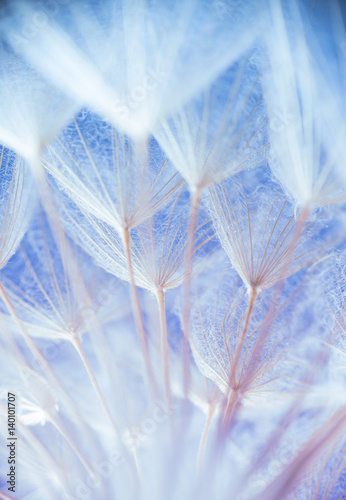 Abstract macro photo of plant seeds at a morning