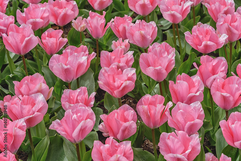 Tulipa fosteriana early flowering with long petals. Keukenhof Gardens Tulipa fosteriana early flowering with long petals. Keukenhof Gardens