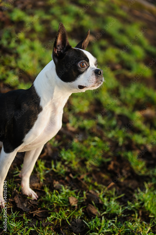 Boston Terrier dog sitting in new spring grass Boston Terrier dog sitting in new spring grass