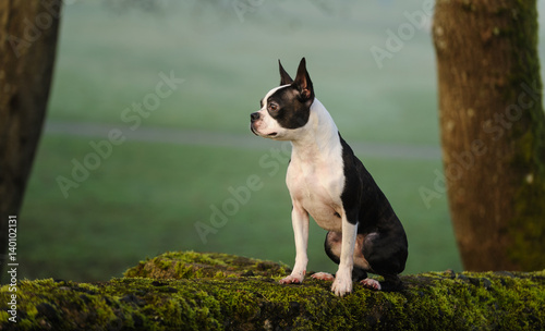 Boston Terrier dog standing on mossy wall in forest