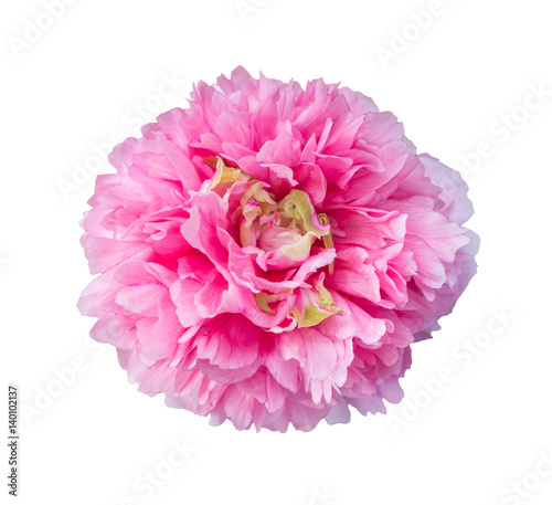  pink peony flowers isolated on white
