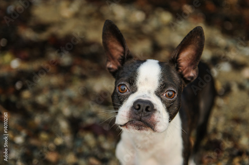 Boston Terrier dog against rock beach © everydoghasastory