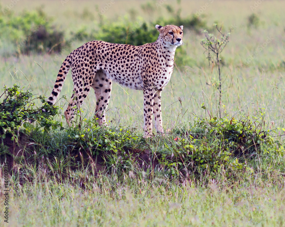A cheetah on the Masai Mara - Kenya A cheetah on the Masai Mara - Kenya