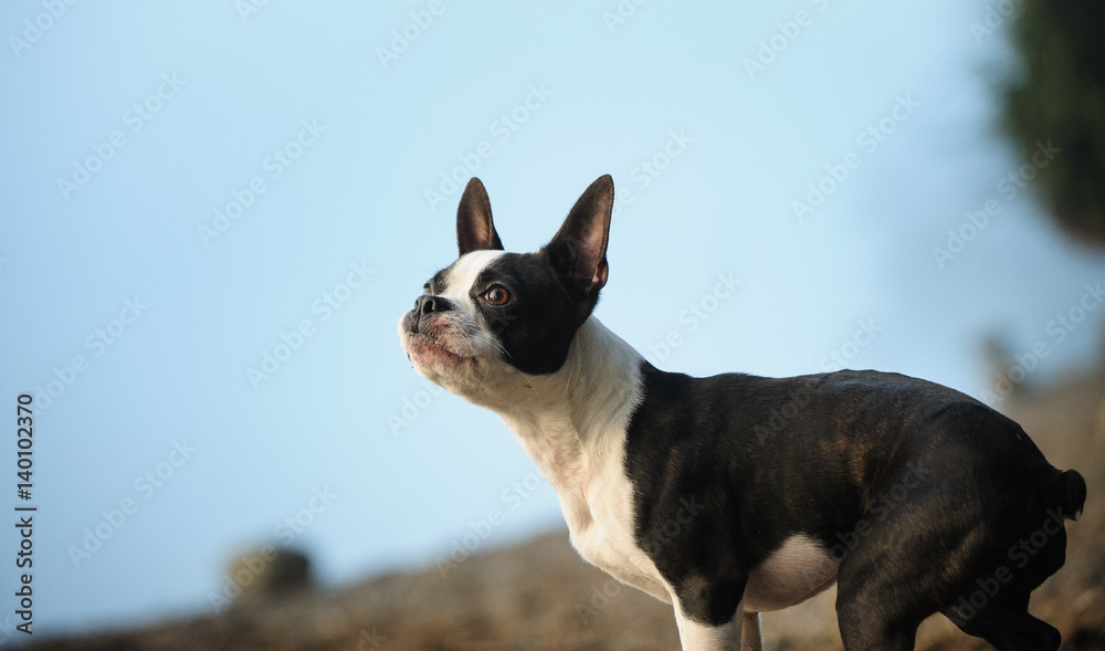 Boston Terrier dog against sore and blue water Boston Terrier dog against sore and blue water