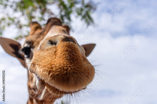 drôle de girafes