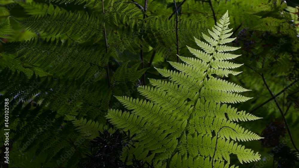 Closeup of ferns back-lighting, moved by the breeze and dark background.