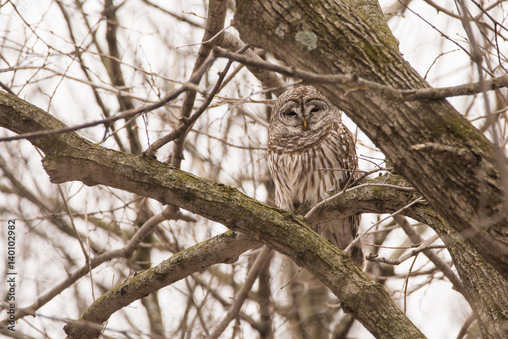 Obraz premium Barred Owl