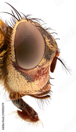 Extreme magnification - Fly head, side view © constantincornel