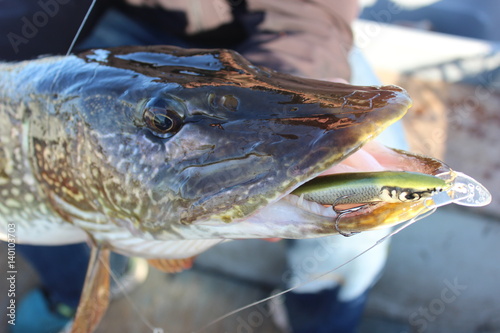 Photos Northern Pike Close Up