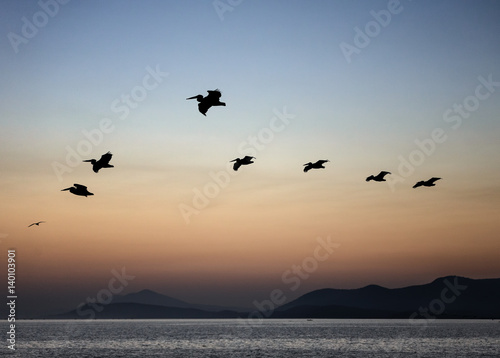 Group of american white pelicans flying in formation over lake during sunrise with orange illuminated sky and mountains in the background