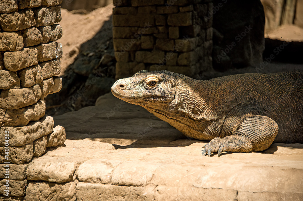 lone big lizard out of the rock caves lone big lizard out of the rock caves