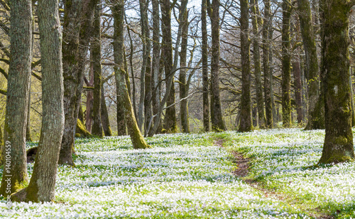 Forest with wood anemones at the Jomfruland Island, Norway photo