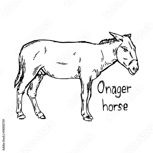 onager horse - vector illustration sketch hand drawn with black lines  isolated on white background