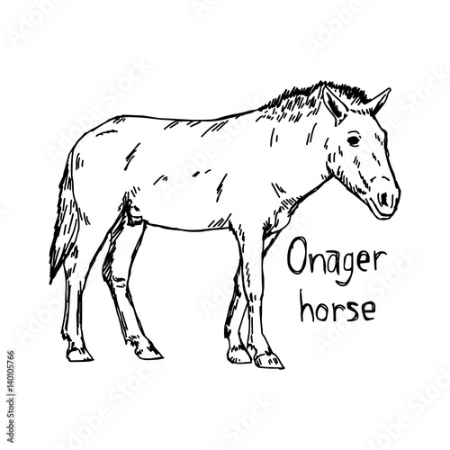 onager horse - vector illustration sketch hand drawn with black lines  isolated on white background