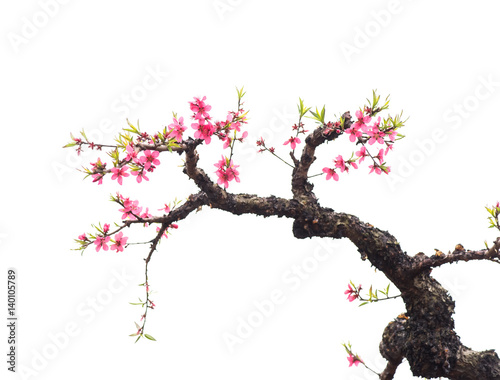 Fototapeta Naklejka Na Ścianę i Meble -  Peach blossom flower isolated on white