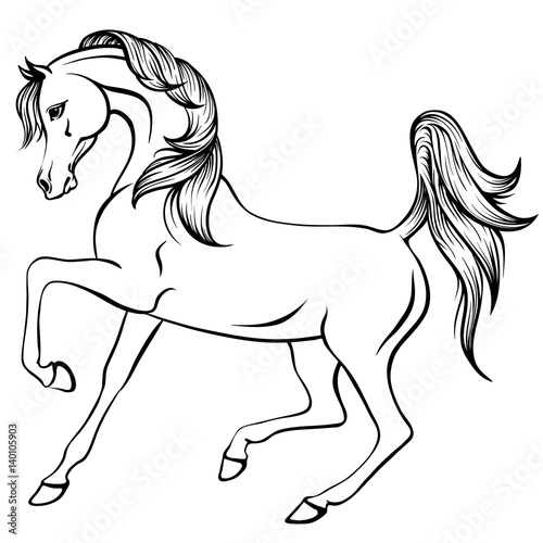 Vector outline illustration of beautiful arabian horse