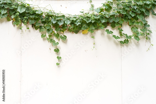 ivy leaves isolated on a white background