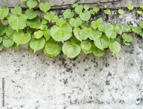 Green ivy creeper on brick wall background © xiaoliangge