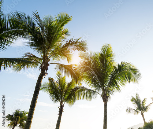 Palm Trees Against Blue Sky © xiaoliangge