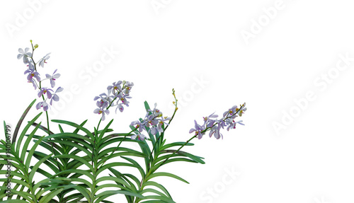 Wild orchid flowers with green leaves in tropical rainforest isolated on white background, clipping path included.