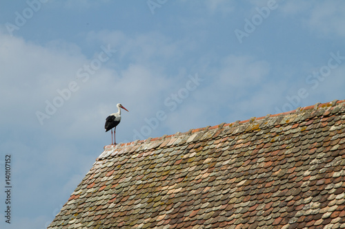 Stork on a roof at the ecomusee in Alsace photo